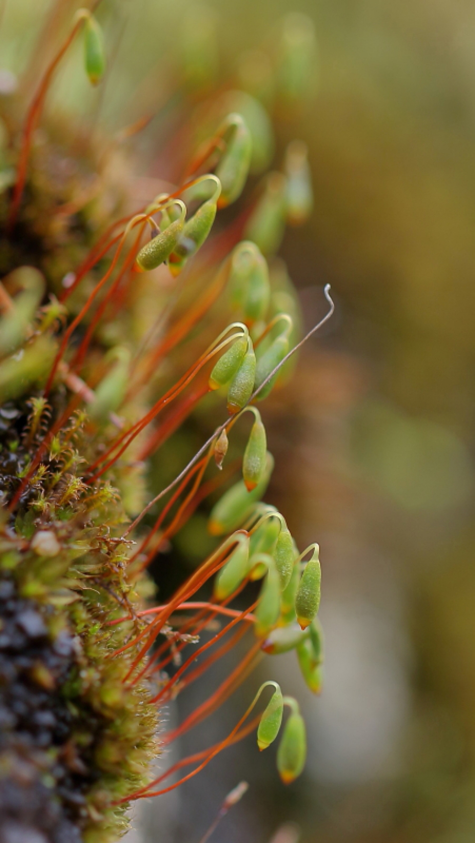 gedraaid knikmos - Planten - gedraaid knikmos