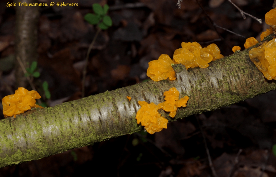 Gele roosjes op een tak - Schimmels - Gele Trilzwammen
