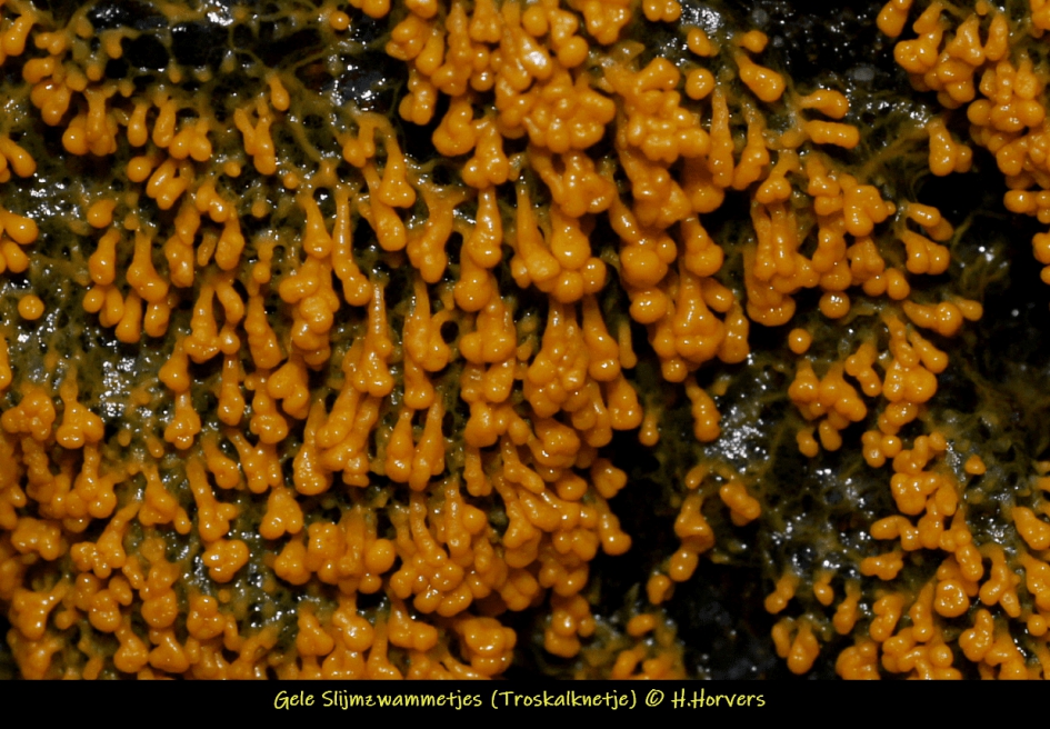 Gele Slijmzwammetjes ( Troskalknetje) - Schimmels - Gele Slijmzwammetjes ( Troskalknetje)