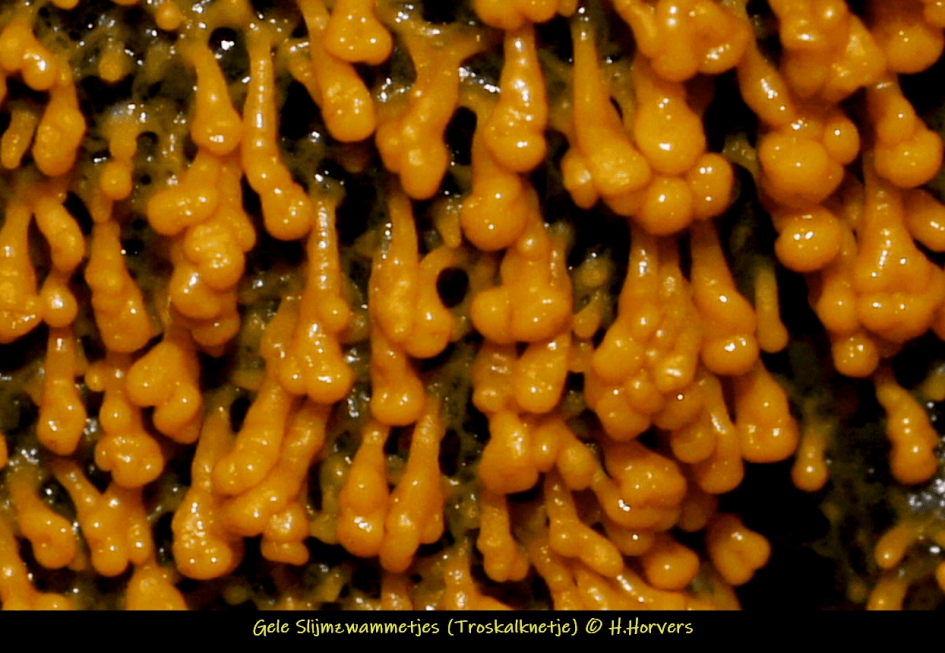 Gele Slijmzwammetjes ( Troskalknetje) - Schimmels - Gele Slijmzwammetjes ( Troskalknetje)