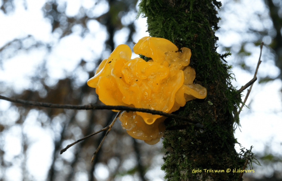 Gele Trilzwam - Schimmels - Gele Trilzwam