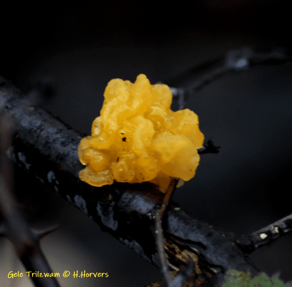 Gele Trilzwam - Schimmels - Gele Trilzwam