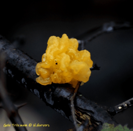Gele Trilzwam
