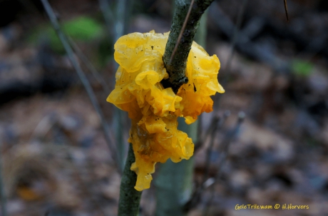 Gele Trilzwam