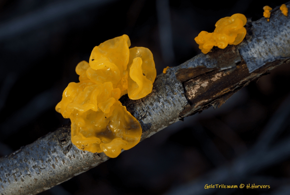 Gele Trilzwam - Schimmels - Gele Trilzwam