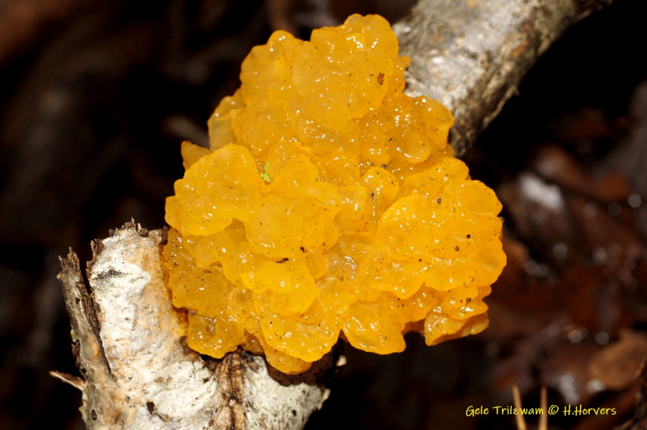 Gele Trilzwam - Schimmels - Gele Trilzwam