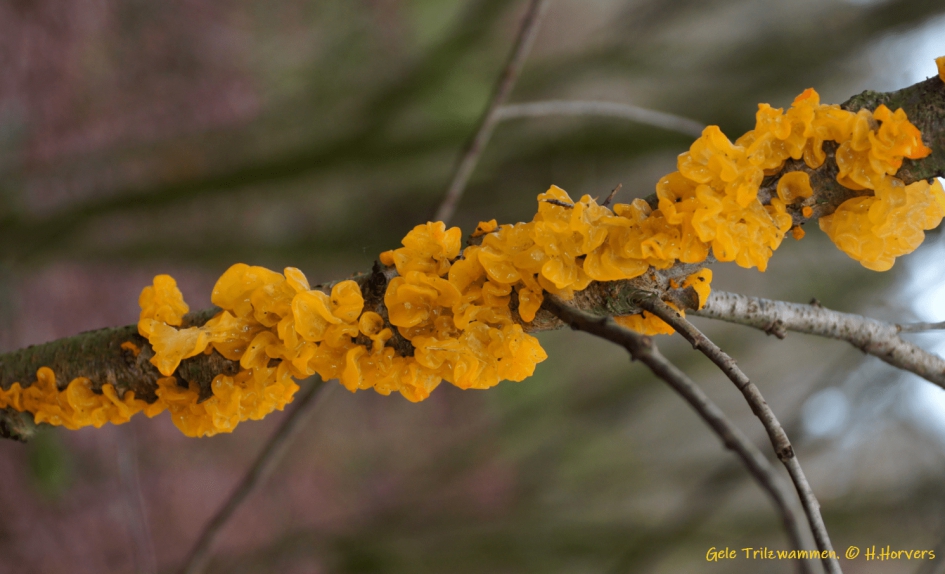 Gele Trilzwammen. - Schimmels - Gele Trilzwammen.