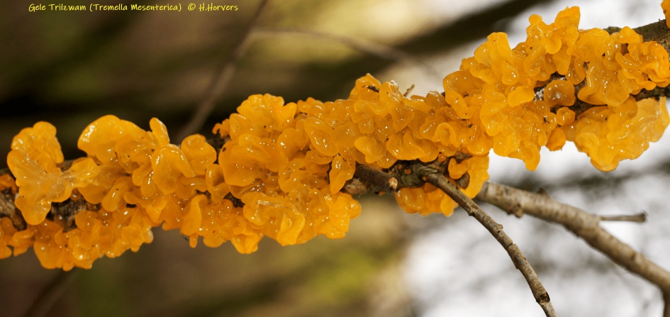 Gele Trilzwammen. - Schimmels - Gele trilzwammen