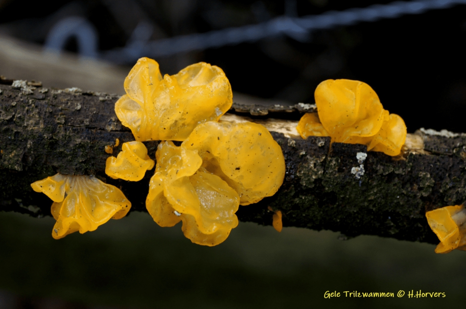 Gele Trilzwammen op tak. - Schimmels - Gele Trilzwammen