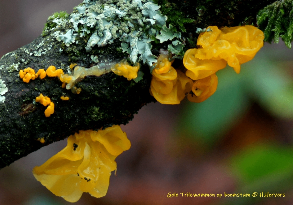 Gele Trilzwammen op tak - Schimmels - Gele Trilzwammen