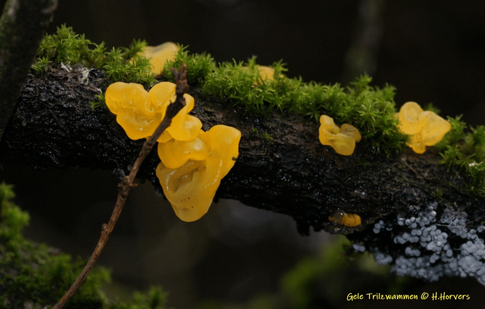 Gele Trilzwammetjes - Schimmels - Gele Trilzwammetjes.
