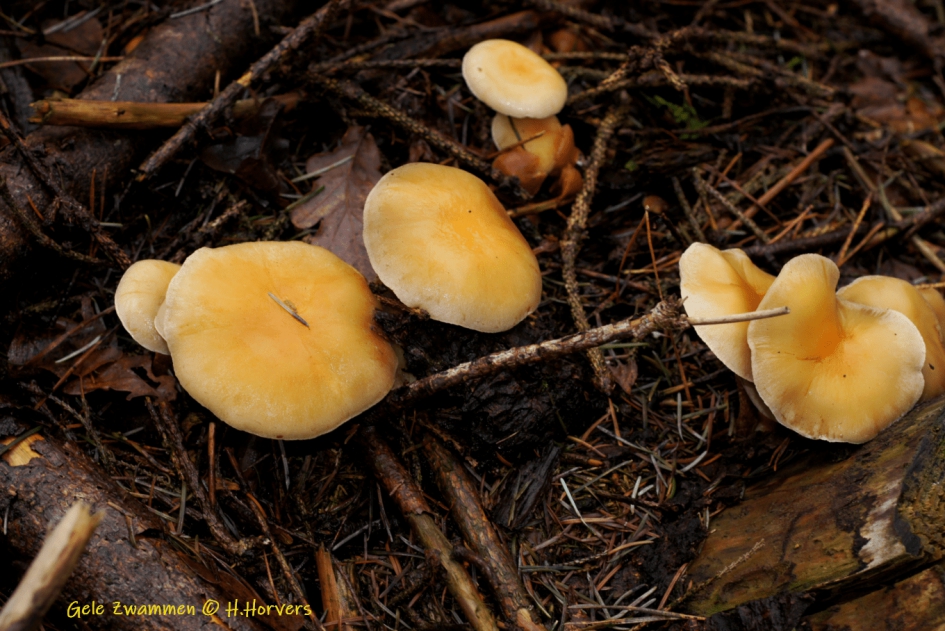 Gele zwammen - Schimmels - Gele zwammen