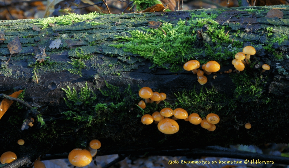 Gele zwammetjes op boomstam - Schimmels - Gele zwammetjes