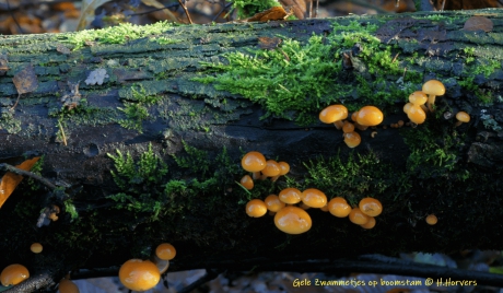Gele zwammetjes op boomstam