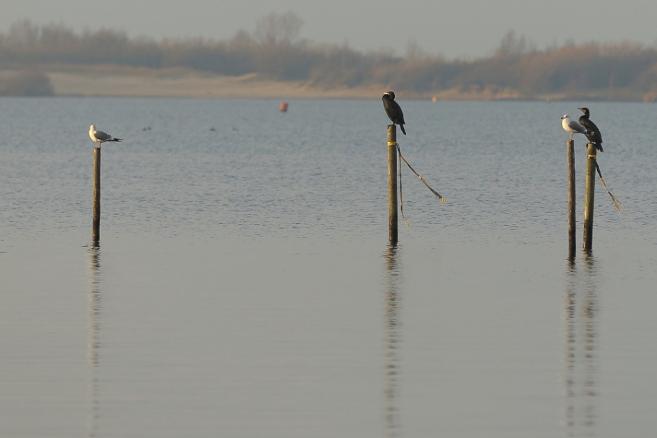 gereserveerde zitplaatsen - Vogels - 