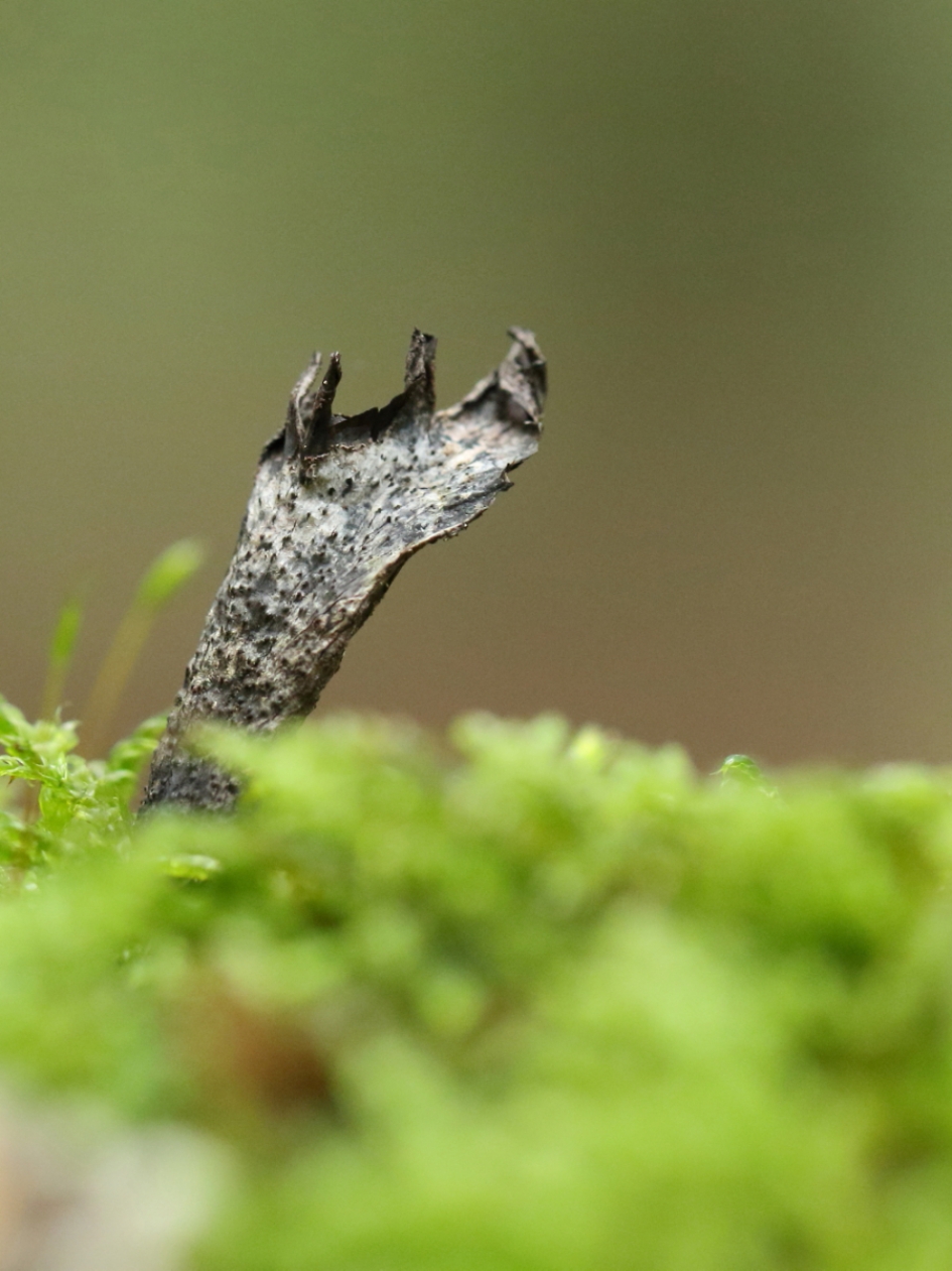 geweizwam - Schimmels - geweizwam