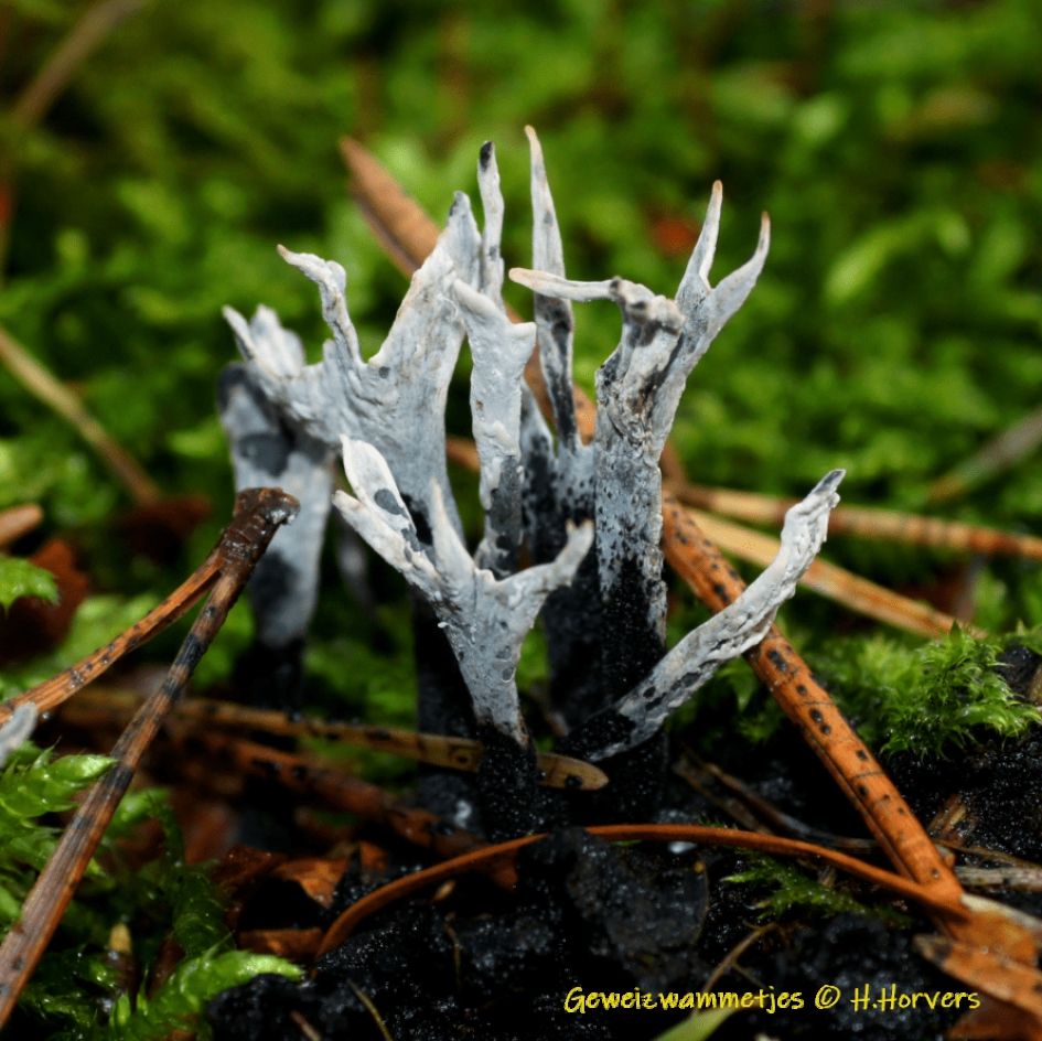 Geweizwammetjes - Schimmels - Geweizwammetjes