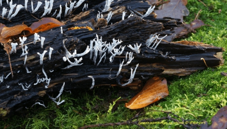 Geweizwammetjes op dood hout