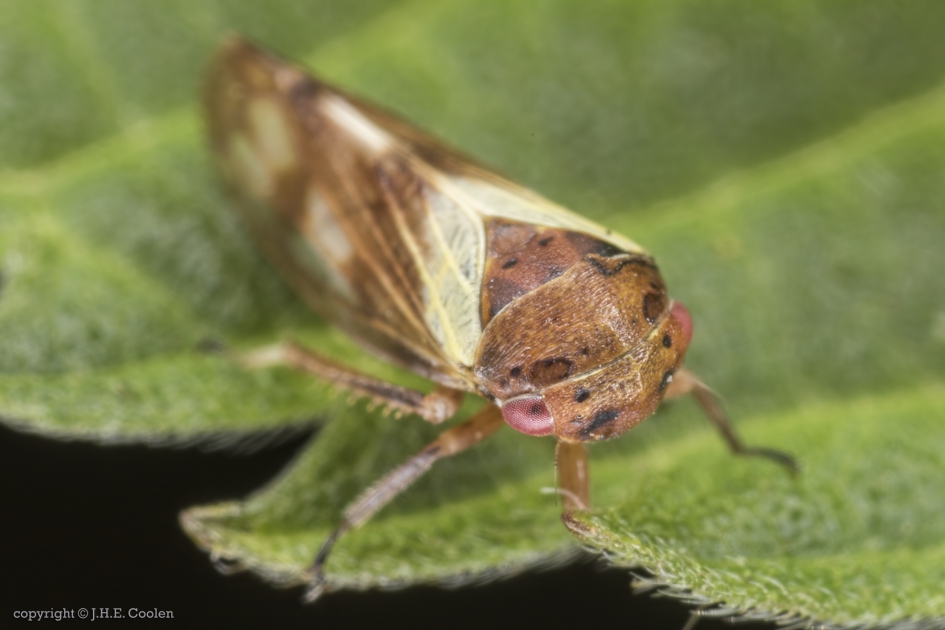 Gewone berkenmaskercicade (Oncopsis flavicollis) - Geleedpotigen - Gewone berkenmaskercicade