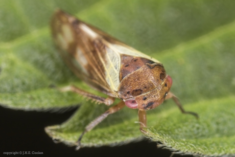 Gewone berkenmaskercicade (Oncopsis flavicollis)