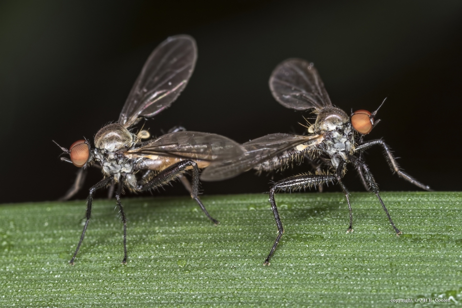 Gewone Grashalmdansvlieg (Hybos culiciformis) - Geleedpotigen - Gewone Grashalmdansvlieg