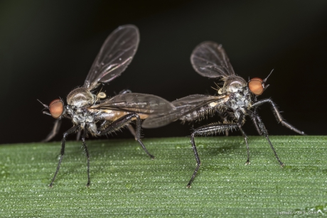 Gewone Grashalmdansvlieg (Hybos culiciformis)