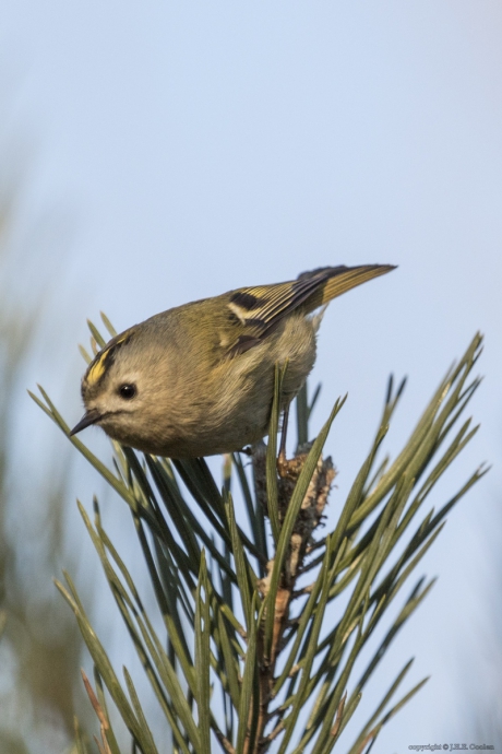 Goudhaantje (Regulus regulus)