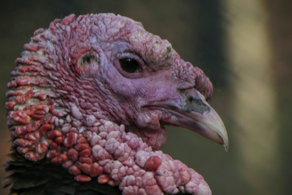 Gratie verleend. - Vogels - Kalkoen