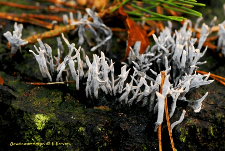Groep Geweizwammetjes
