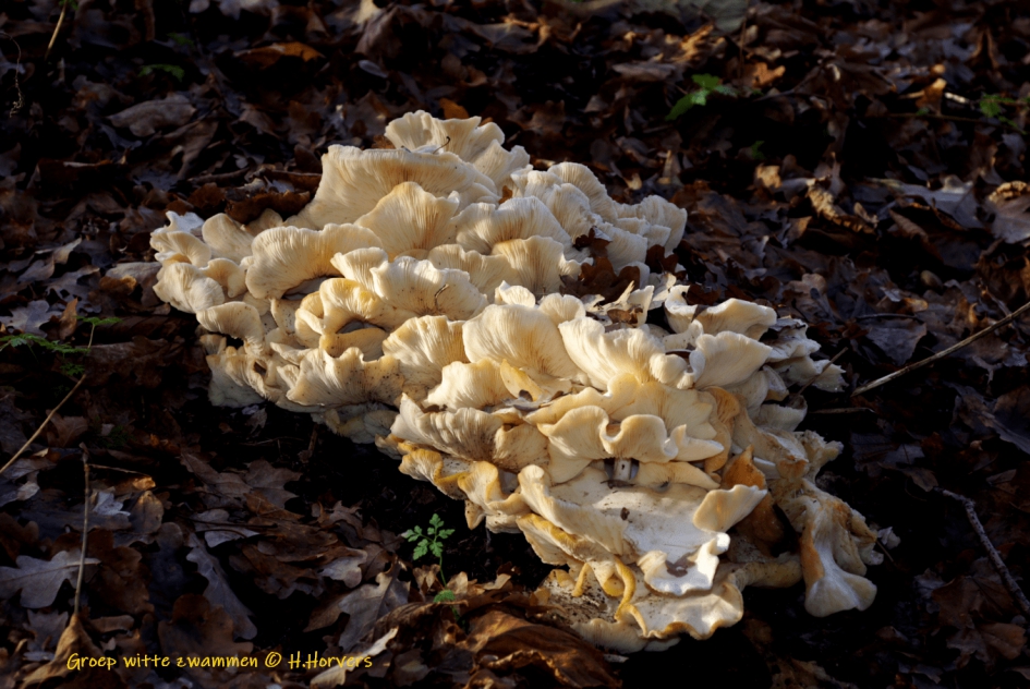 Groep witte zwammen - Schimmels - Groep witte zwammen