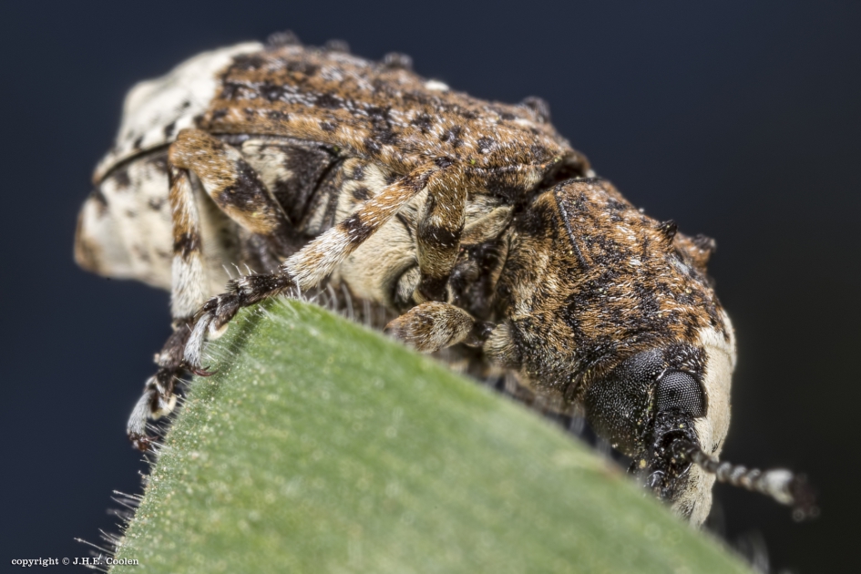 Grootkopsnuittor (Platystomos albinus) - Geleedpotigen - Grootkopsnuittor