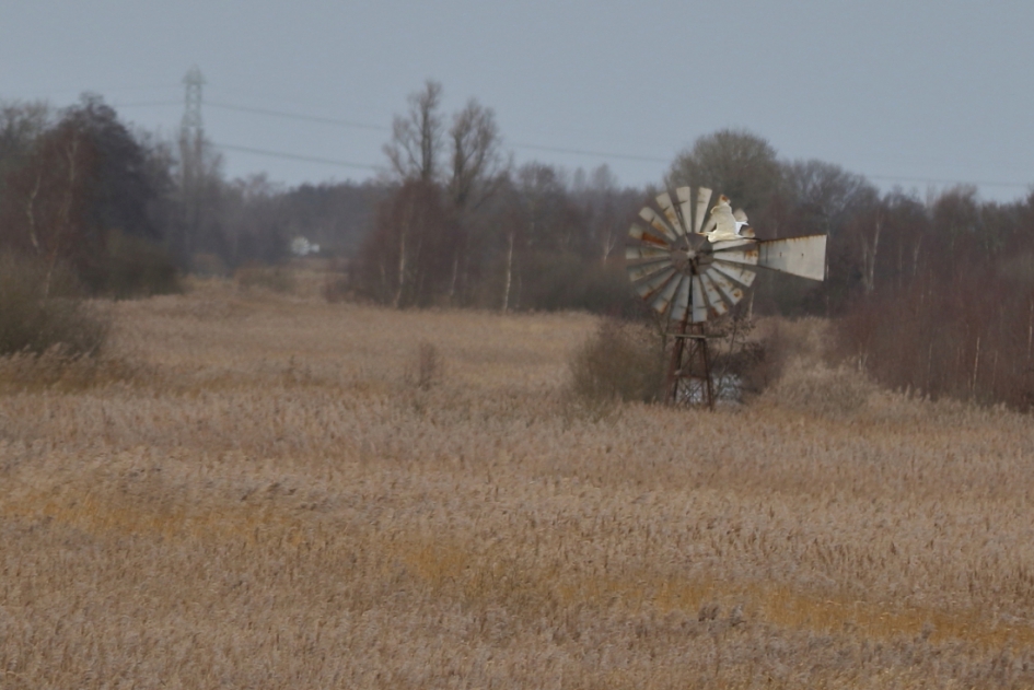 grote zilverreiger - Vogels - grote zilverreiger
