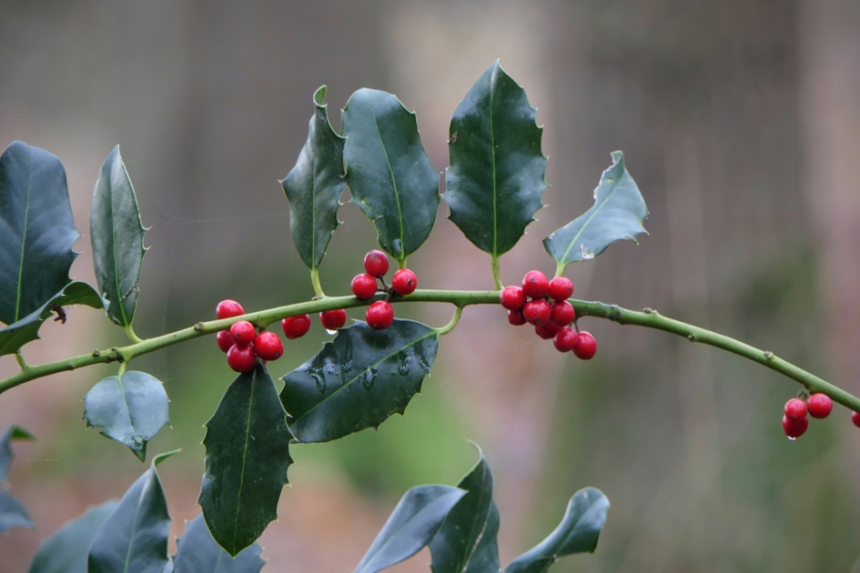 Guirlande. - Planten - Hulst
