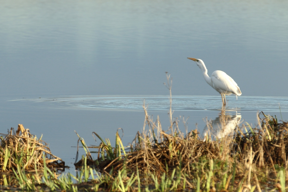 hap-slik-weg - Vogels - grote zilverreiger
