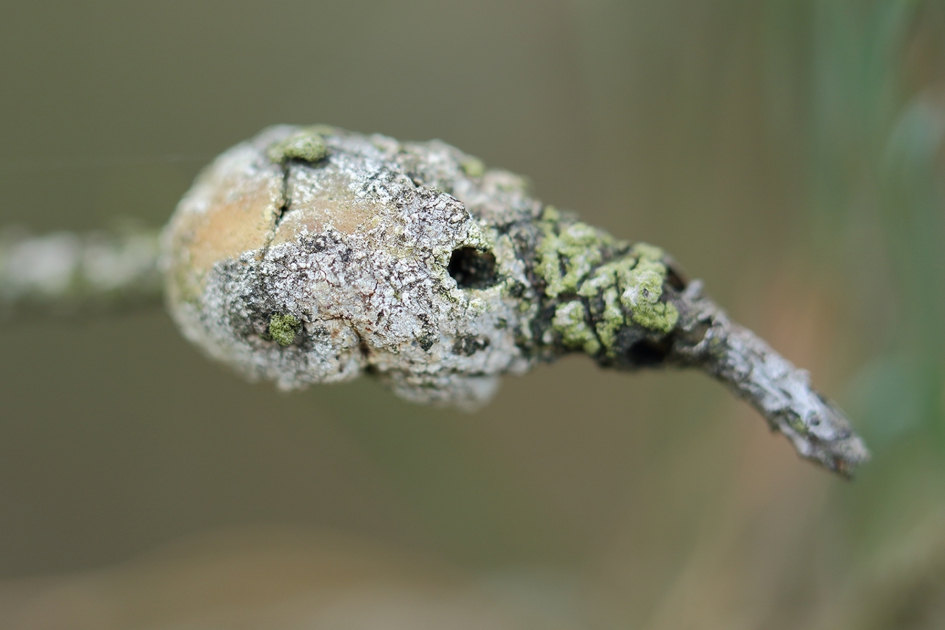 harsbuilmot - Geleedpotigen - harsbuilmot