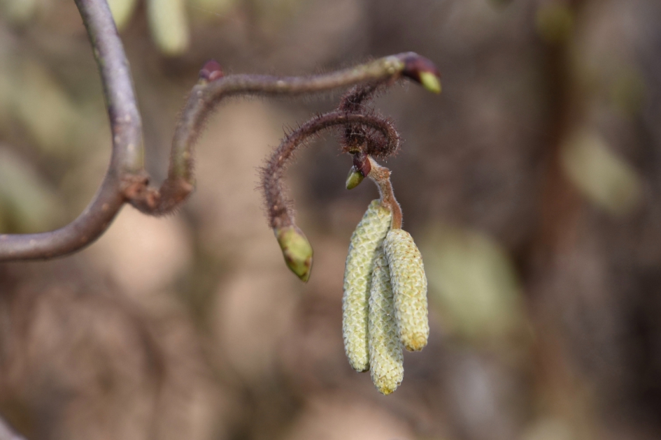 Hazelaar - Planten - 