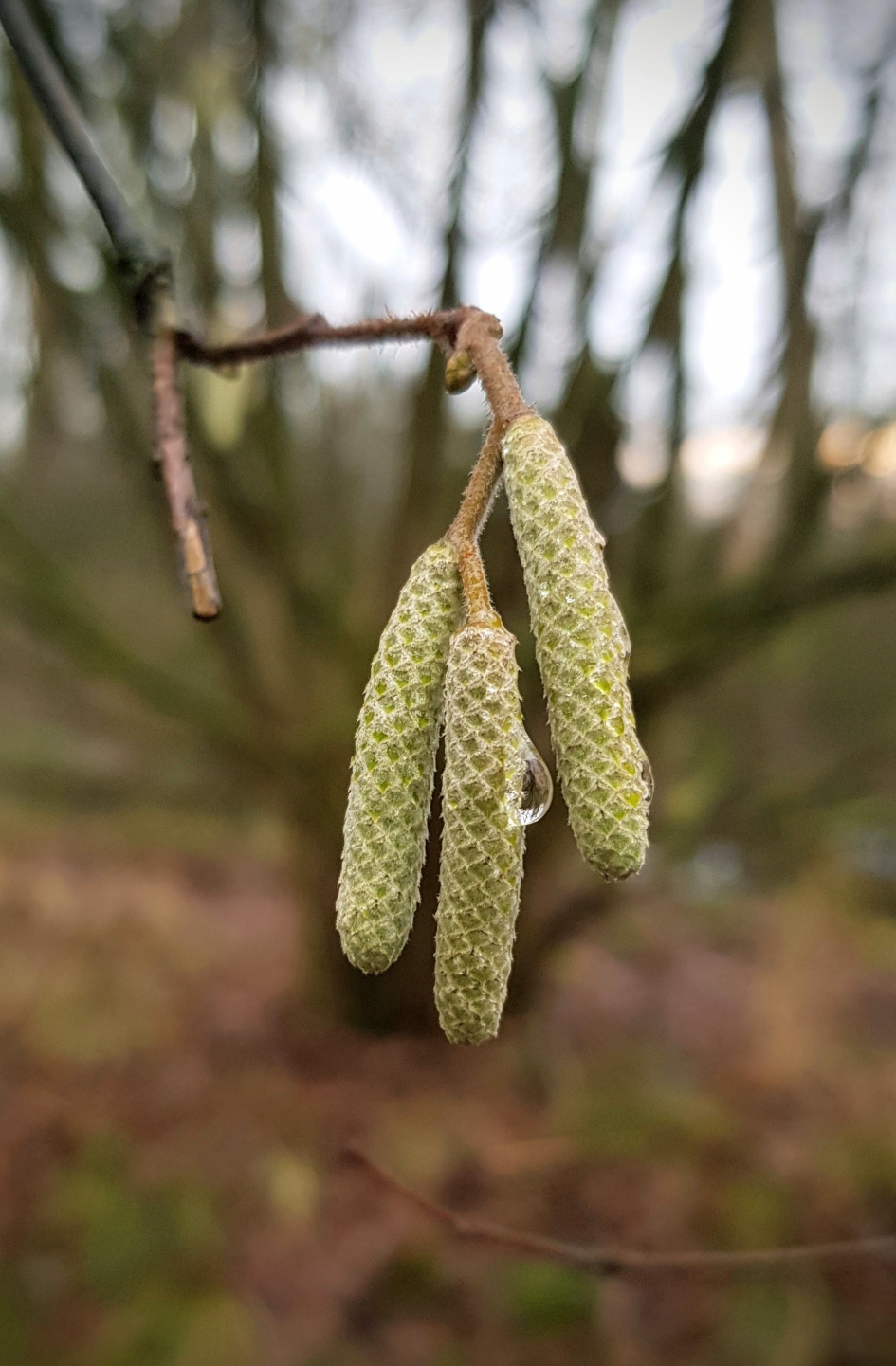 Hazelaar. - Planten - Hazelaar