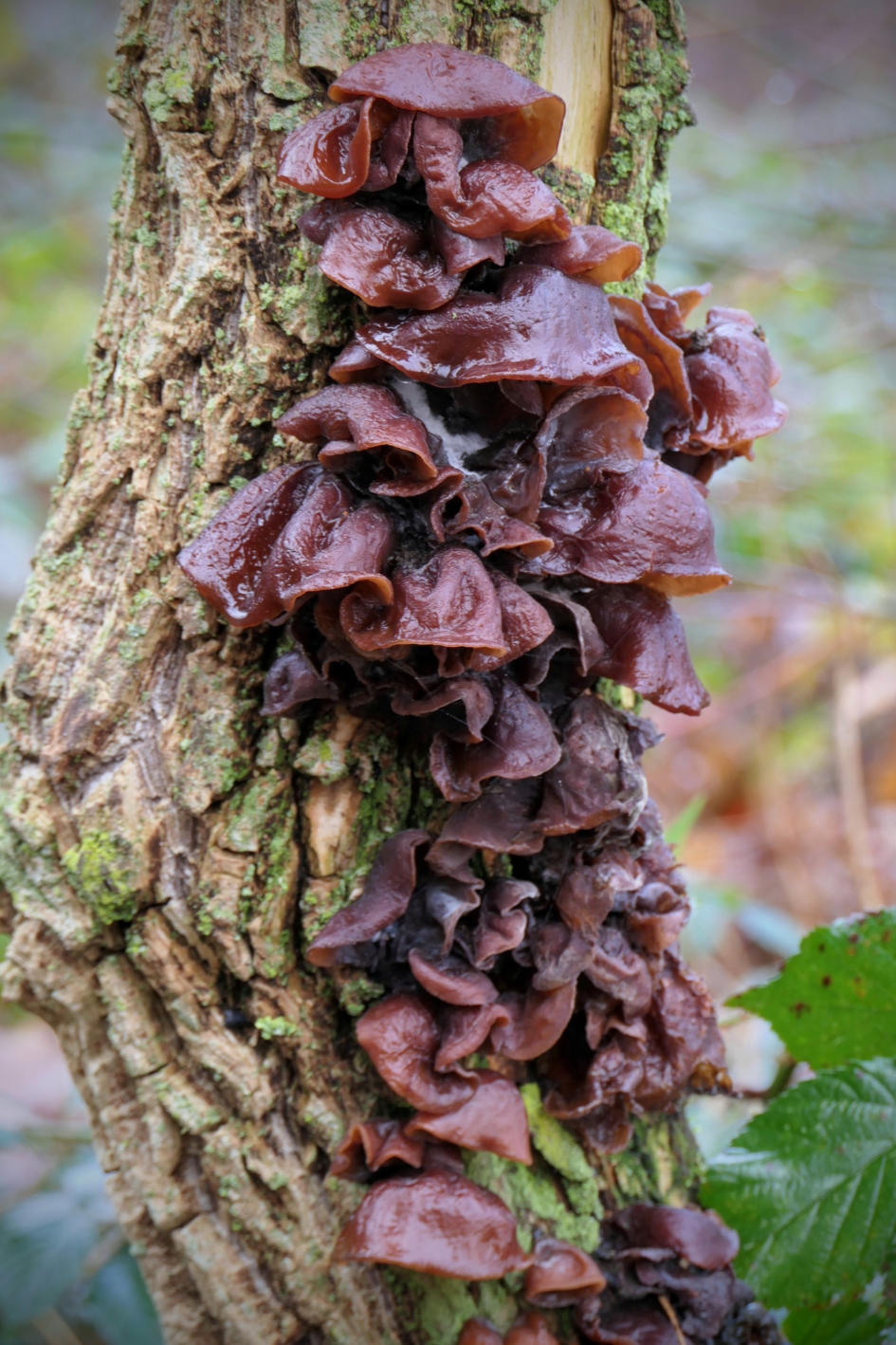 Heel veel natte oren. - Schimmels - Judasoren