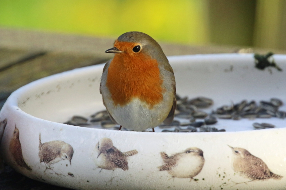Heerlijke zaden voor mij.. - Vogels - roodborst