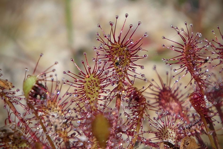 Hoezo knallen?? - Planten - Zonnedauw