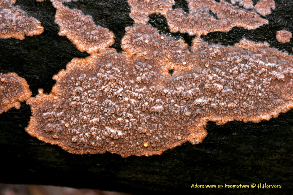 Houtzwam/Aderzwam - Schimmels - Aderzwam