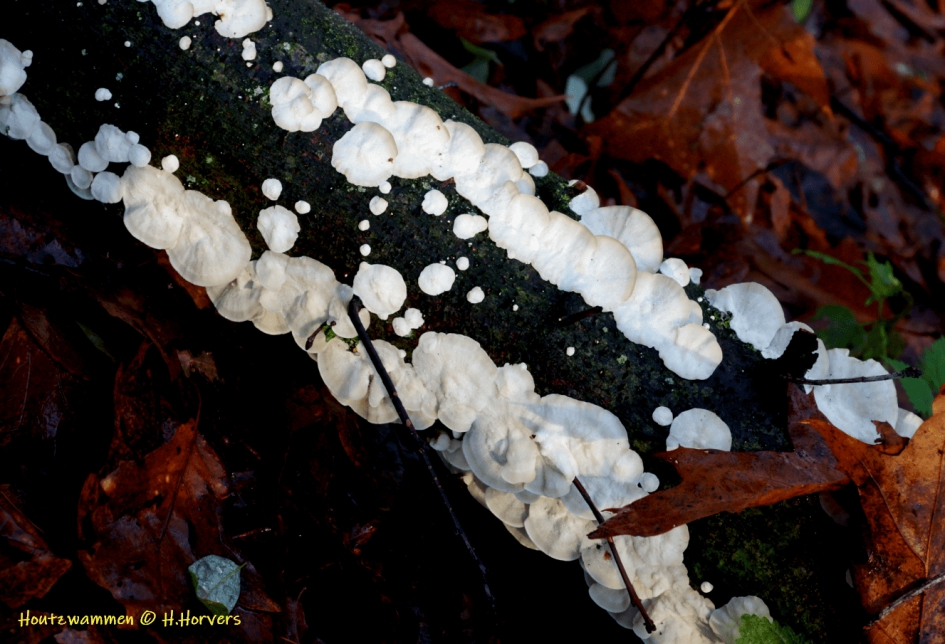 Houtzwammen - Schimmels - Houtzwammen