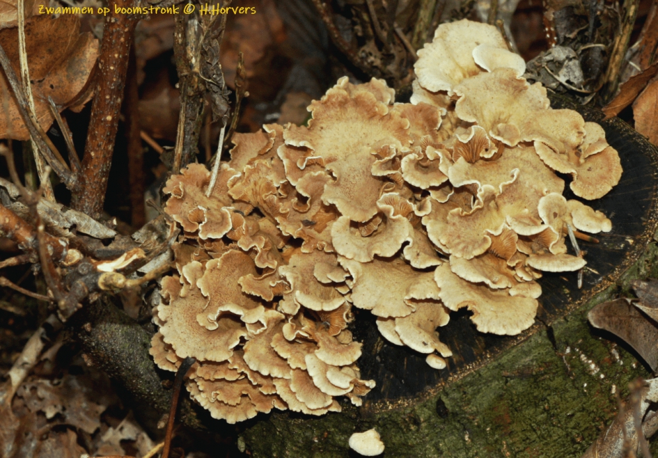 Houtzwammen - Schimmels - Houtzwammen