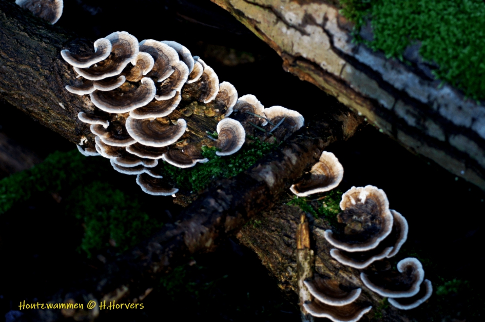 Houtzwammen - Schimmels - Houtzwammen
