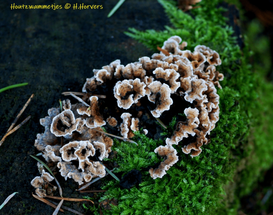 Houtzwammetjes.1 - Schimmels - Houtzwammetjes