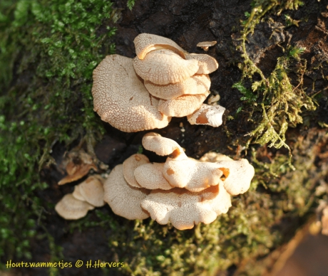 Houtzwammetjes.2