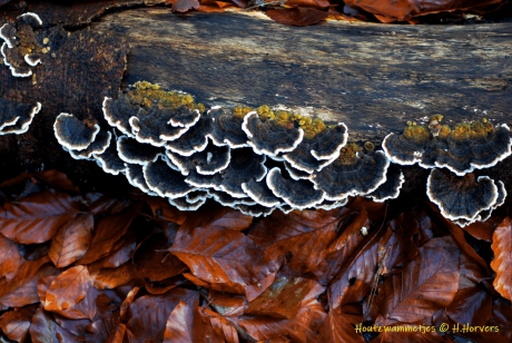 Houtzwammetjes.3