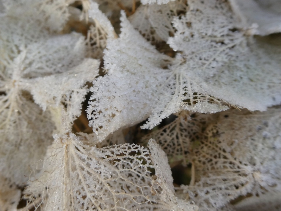 IJs op de hortensia - Planten - 