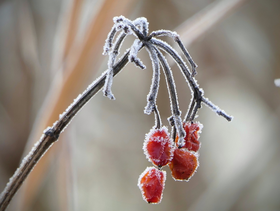 "Ijsbesjes" - Planten - 