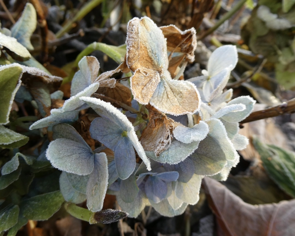 IJsrandje op de hortensia - Planten - 